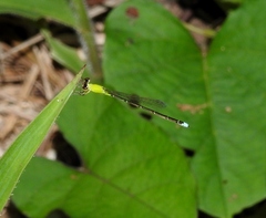Ischnura capreolus
