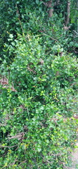 Halleria lucida