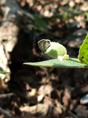 Leptotes cassius cassidula
