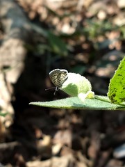 Leptotes cassius cassidula