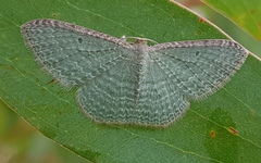 Poecilasthena pulchraria