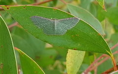 Poecilasthena pulchraria