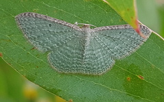 Poecilasthena pulchraria