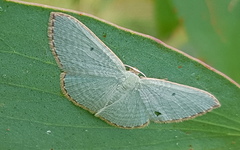 Poecilasthena pulchraria
