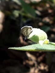 Leptotes cassius cassidula
