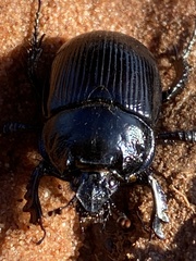 Typhaeus typhoeus