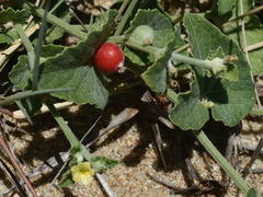 Cucumis althaeoides