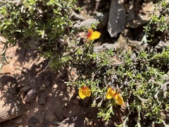 Pultenaea prostrata