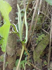 Piper umbellatum