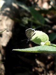 Leptotes cassius cassidula