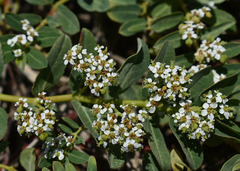 Euphorbia bifida