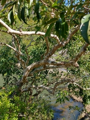 Syzygium cumini