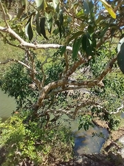 Syzygium cumini