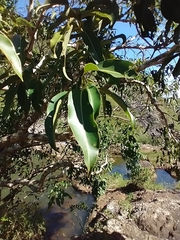 Syzygium cumini