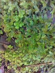 Selaginella