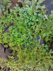 Selaginella