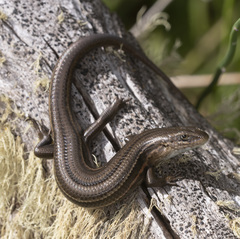 Pseudemoia cryodroma