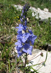 Veronica orbiculata