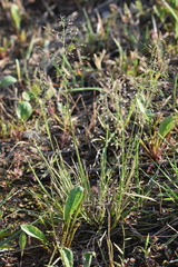 Eragrostis ferruginea