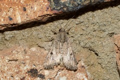 Spodoptera exempta