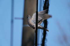 Streptopelia orientalis
