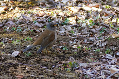 Turdus pallidus