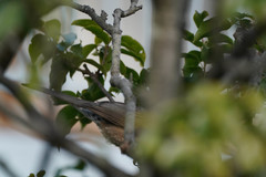 Hypsipetes amaurotis