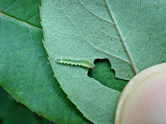 Cladius pectinicornis