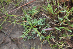 Trichodiadema orientale