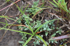 Trichodiadema orientale