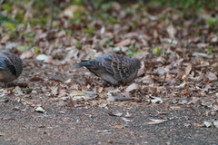 Streptopelia orientalis