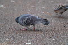Columba livia domestica