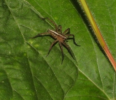 Neoctenus
