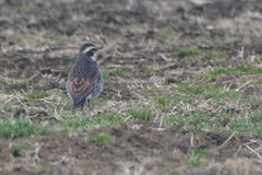 Turdus eunomus