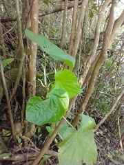 Piper umbellatum