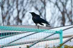 Corvus corone