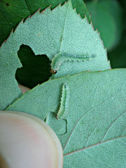 Cladius pectinicornis