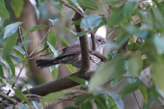 Hypsipetes amaurotis