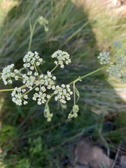 Pimpinella caffra