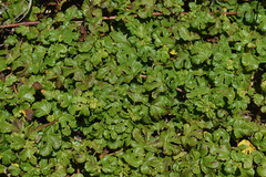 Triumfetta repens