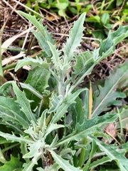 Centaurea aspera