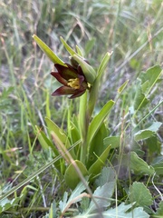 Fritillaria biflora biflora
