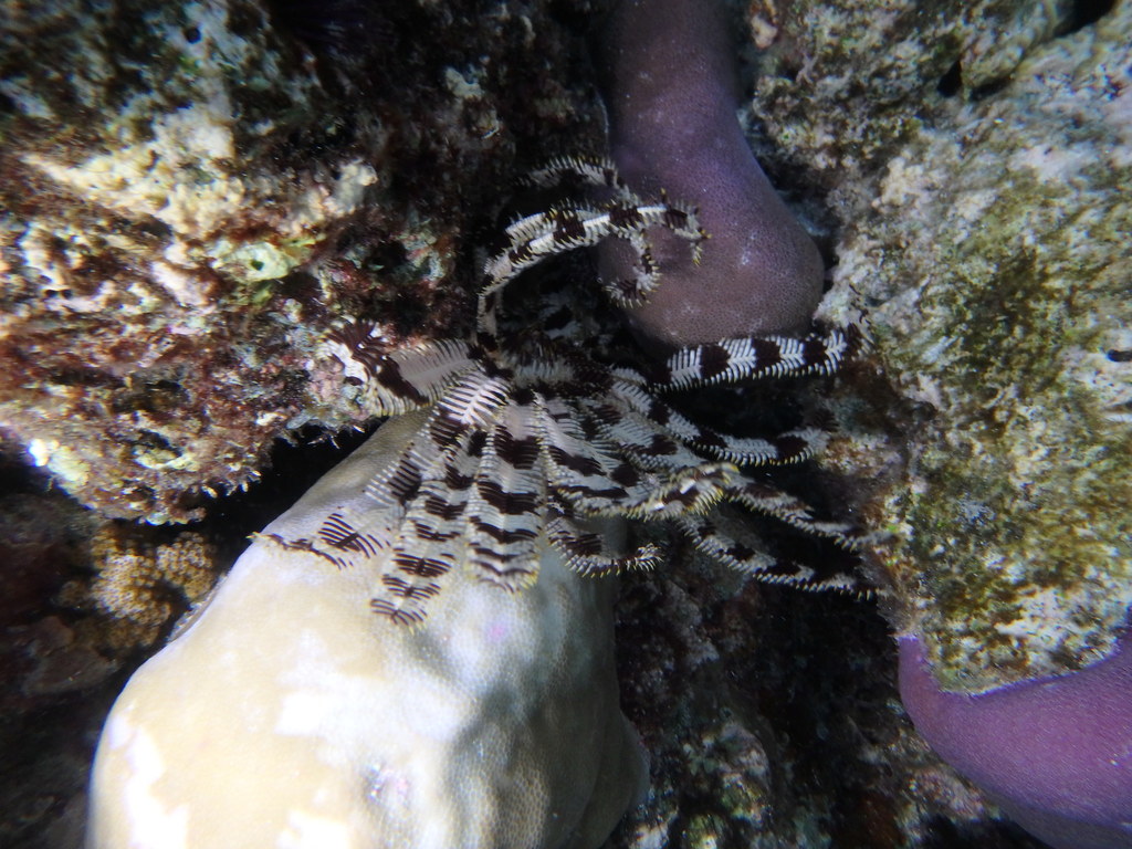 Indian feather star
