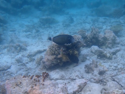 Rockmover Wrasse — seen at this dive site