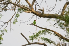 Agapornis pullarius ugandae