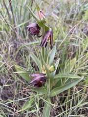 Fritillaria biflora biflora