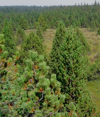Pinus uncinata uliginosa