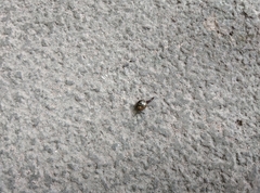 Ovachlamys