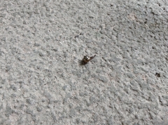 Ovachlamys