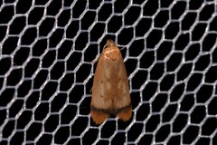 Aeolothapsa acrocosma
